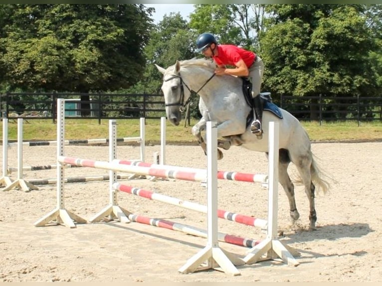 German Riding Horse Mare 13 years 17 hh Grey in Hennef (Sieg)