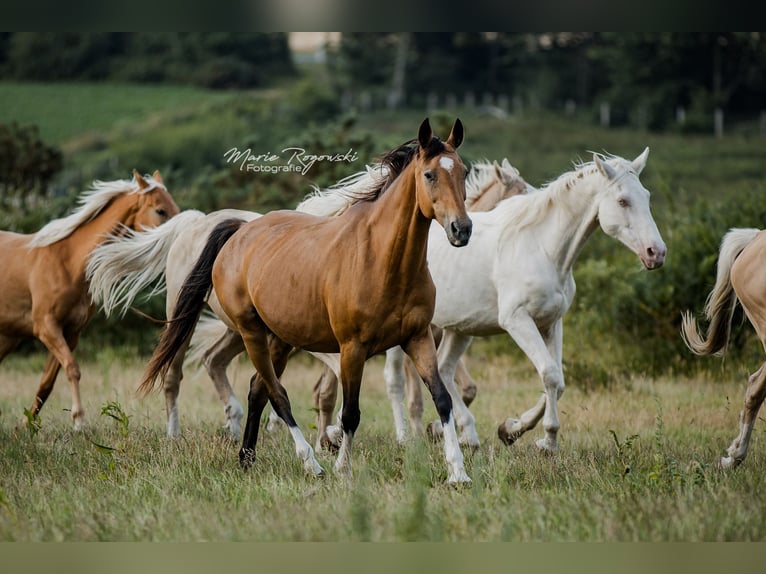 German Riding Horse Mare 14 years 15 hh Buckskin in Beaumont-Pied-de-Buf