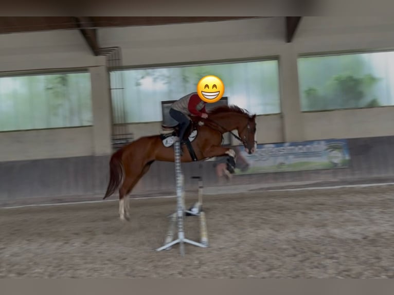 German Riding Horse Mare 14 years 15,3 hh Chestnut-Red in Straubing