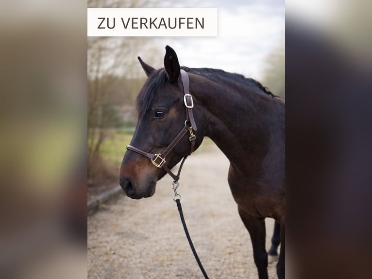 German Riding Horse Mare 14 years 16.1 hh Bay-Dark in Limburg an der Lahn