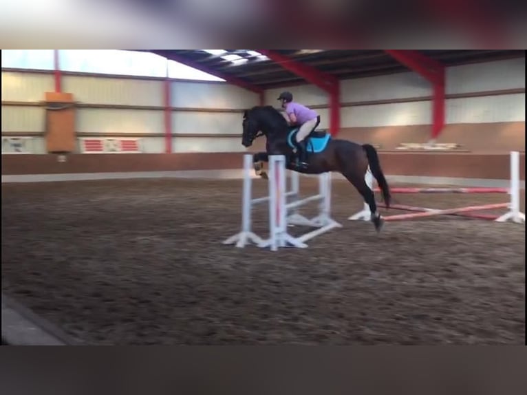 German Riding Horse Mix Mare 14 years 16 hh Bay-Dark in Gokels