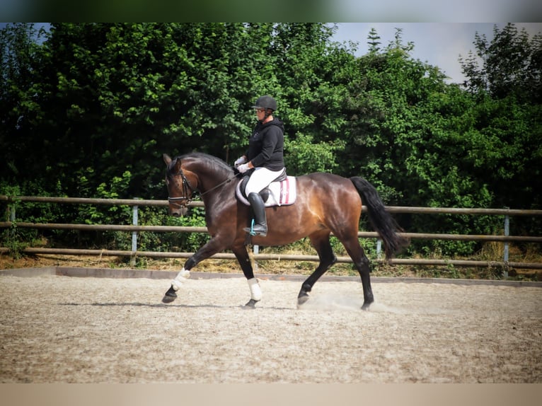 German Riding Horse Mix Mare 14 years 16 hh Bay-Dark in Gokels