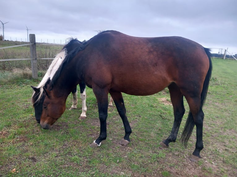 German Riding Horse Mare 14 years 16 hh in Kobrow