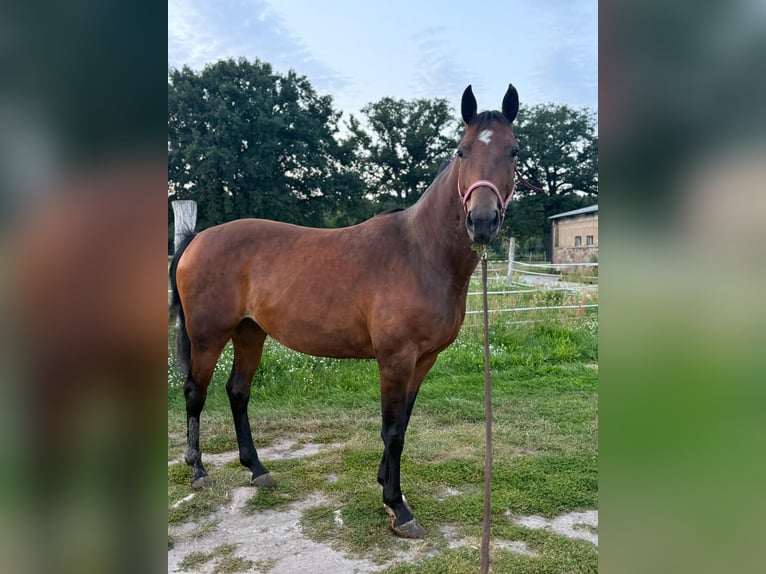 German Riding Horse Mare 14 years 16 hh Brown in Kobrow
