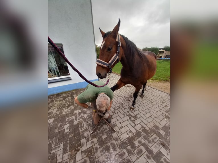 German Riding Horse Mare 14 years 16 hh Brown in Kobrow