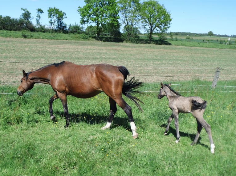 German Riding Horse Mare 14 years 16 hh Brown in Rauschenberg