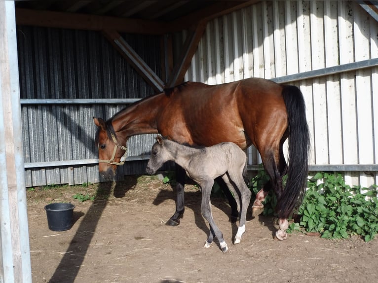 German Riding Horse Mare 14 years 16 hh Brown in Rauschenberg