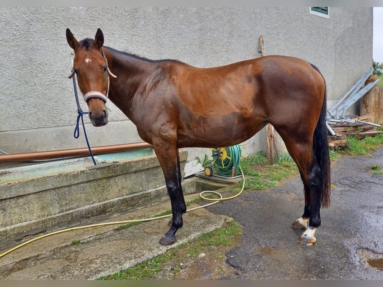 German Riding Horse Mare 14 years 16 hh Brown in Oberentfelden
