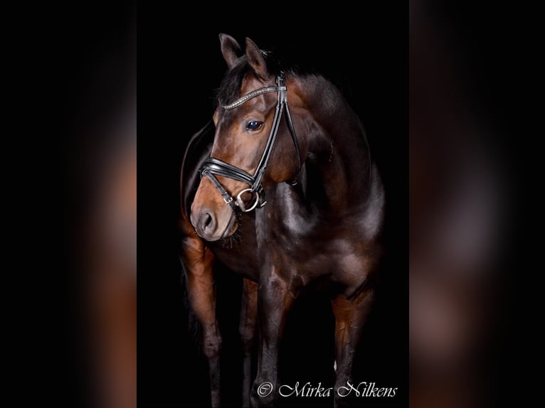 German Riding Horse Mare 14 years 16,1 hh Smoky-Black in Hanau