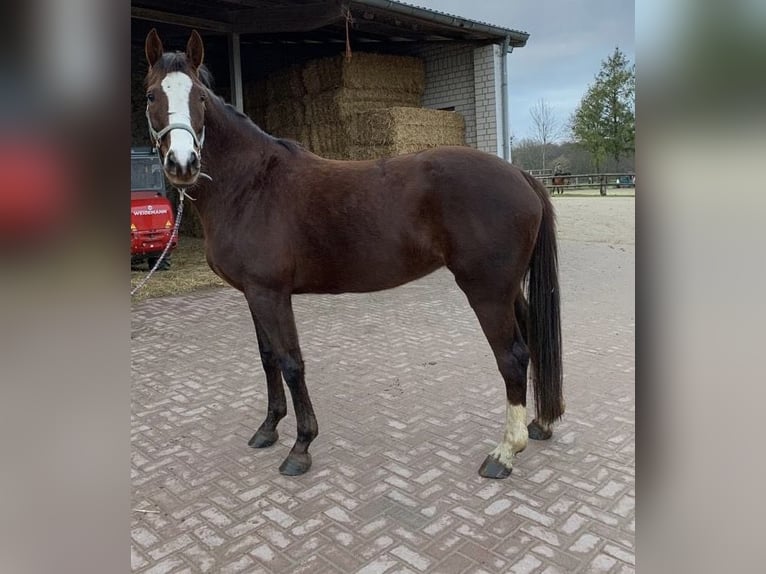 German Riding Horse Mare 14 years 17 hh Chestnut in W&#xFC;rselen