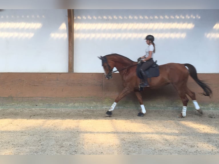 German Riding Horse Mare 14 years 17 hh Chestnut-Red in Wachtberg