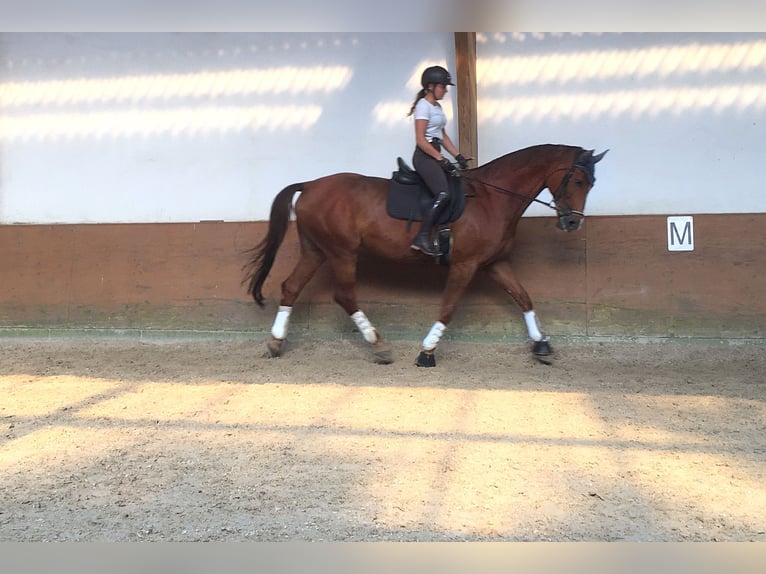 German Riding Horse Mare 14 years 17 hh Chestnut-Red in Wachtberg