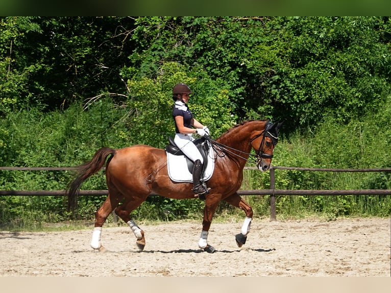 German Riding Horse Mare 14 years 17 hh Chestnut-Red in Wachtberg