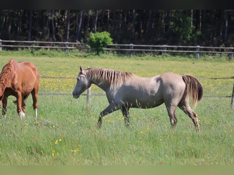 German Riding Horse Mare 15 years 14,2 hh Champagne in Beaumont pied-de-boeuf
