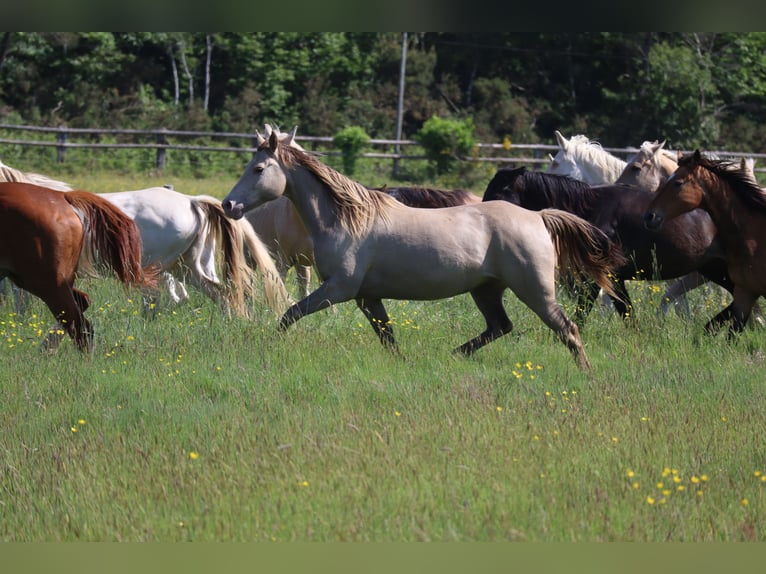 German Riding Horse Mare 15 years 14,2 hh Champagne in Beaumont pied-de-boeuf