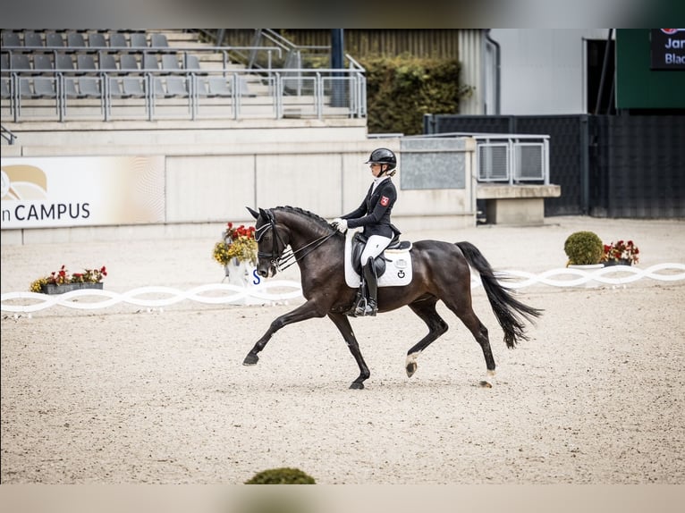 German Riding Horse Mare 15 years 15.1 hh Black in Essen