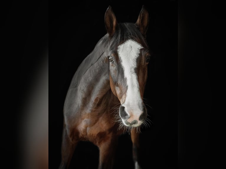 German Riding Horse Mare 15 years 15.2 hh Brown in Lederbach