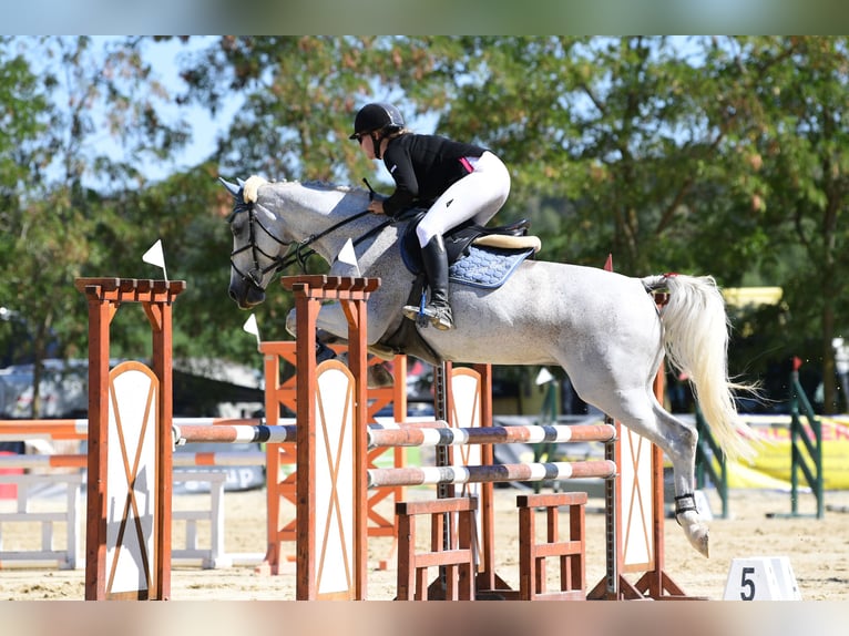 German Riding Horse Mare 15 years 15.3 hh Brown Falb mold in Horitschon
