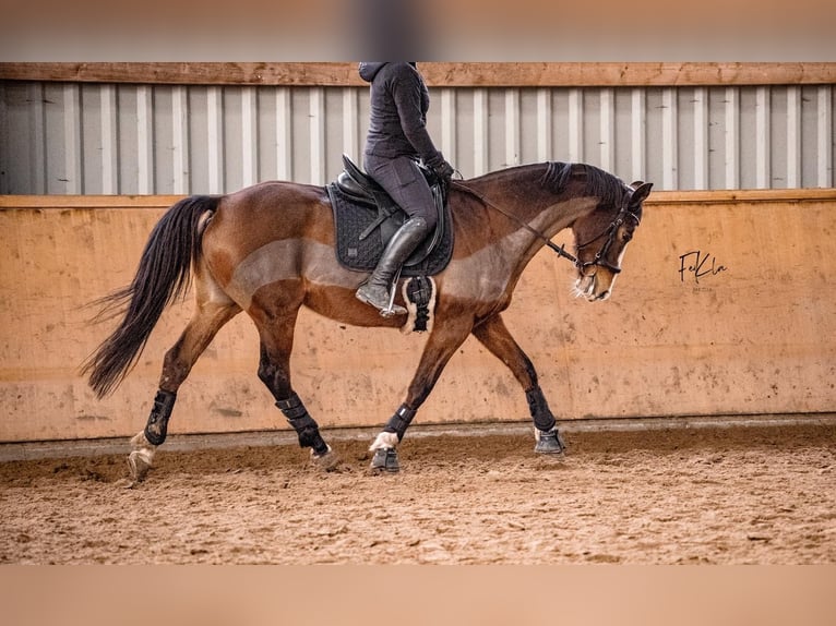 German Riding Horse Mare 15 years 15,2 hh Brown in Lederbach