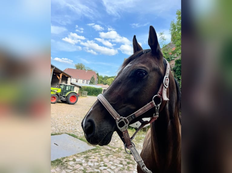 German Riding Horse Mare 15 years 15,3 hh Bay-Dark in Libbesdorf