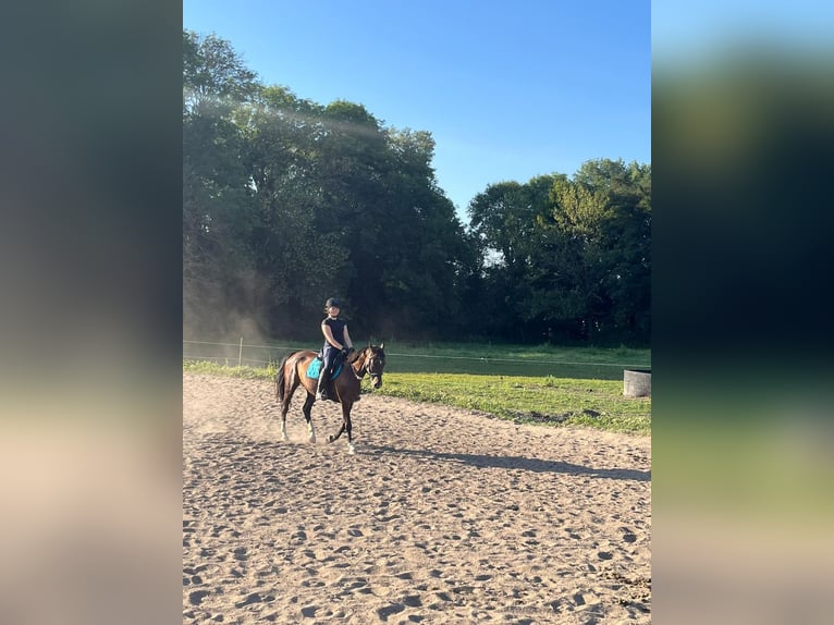 German Riding Horse Mare 15 years 15,3 hh Bay-Dark in Libbesdorf
