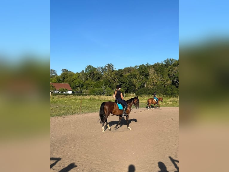 German Riding Horse Mare 15 years 15,3 hh Bay-Dark in Libbesdorf