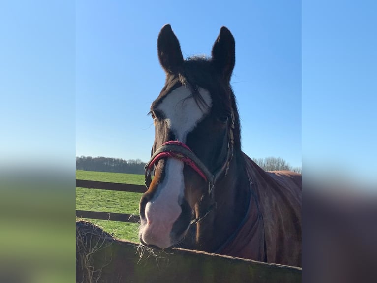 German Riding Horse Mare 15 years 16.2 hh Brown in Telgte
