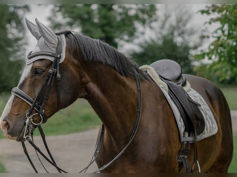 German Riding Horse Mare 15 years 16.2 hh Brown in Telgte