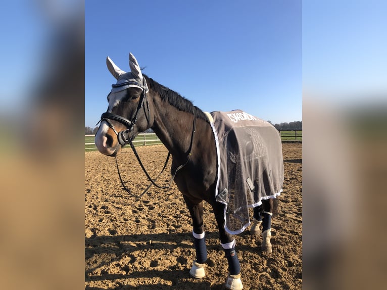 German Riding Horse Mare 15 years 16.2 hh Brown in Telgte