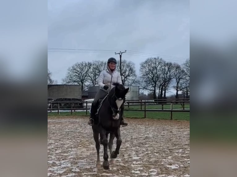 German Riding Horse Mare 15 years 16.2 hh Brown in Telgte