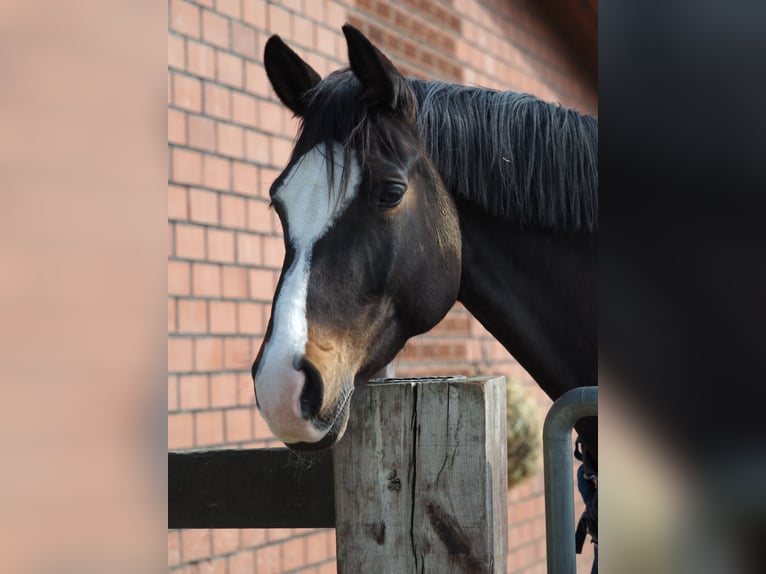German Riding Horse Mare 15 years 16.2 hh Brown in Telgte