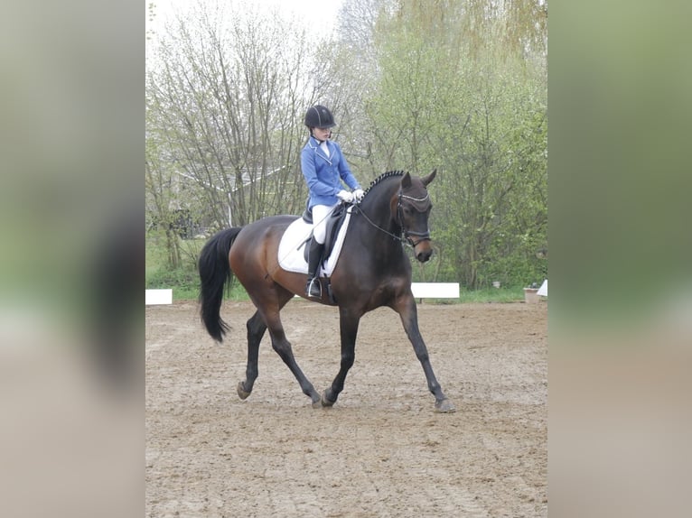 German Riding Horse Mare 15 years 16,2 hh Brown in Lübeck-Wulfsdorf