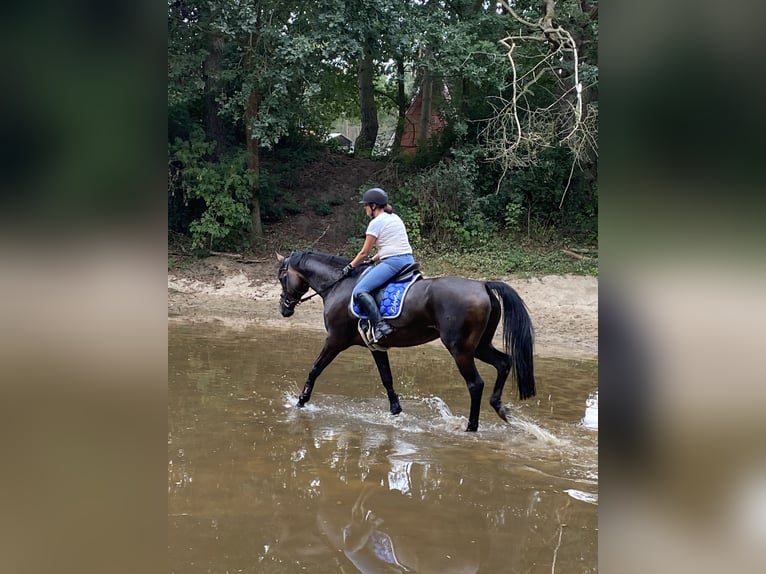 German Riding Horse Mare 15 years 16,2 hh Brown in Lübeck-Wulfsdorf