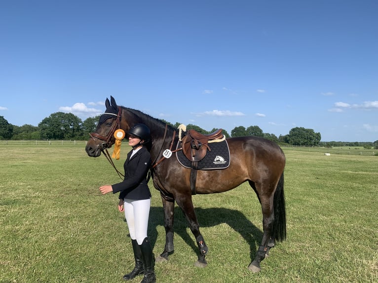 German Riding Horse Mare 15 years 16,2 hh Brown in Lübeck-Wulfsdorf