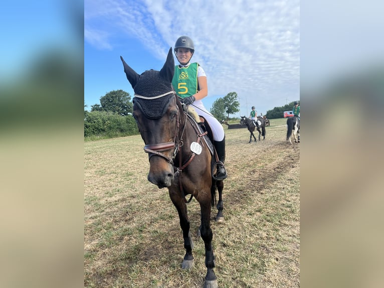 German Riding Horse Mare 15 years 16,2 hh Brown in Lübeck-Wulfsdorf