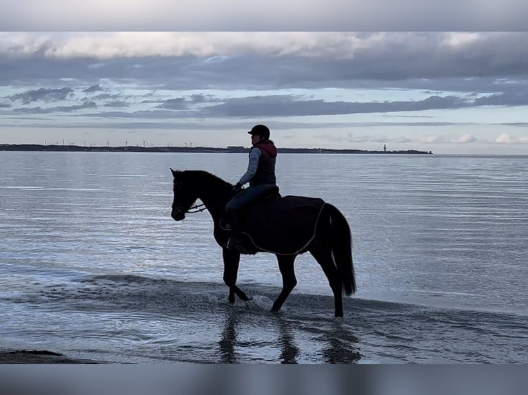 German Riding Horse Mare 15 years 16,2 hh Brown in Lübeck-Wulfsdorf