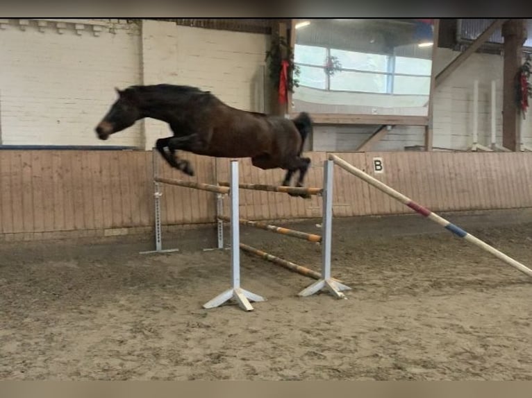 German Riding Horse Mare 15 years 16,2 hh Brown in Lübeck-Wulfsdorf