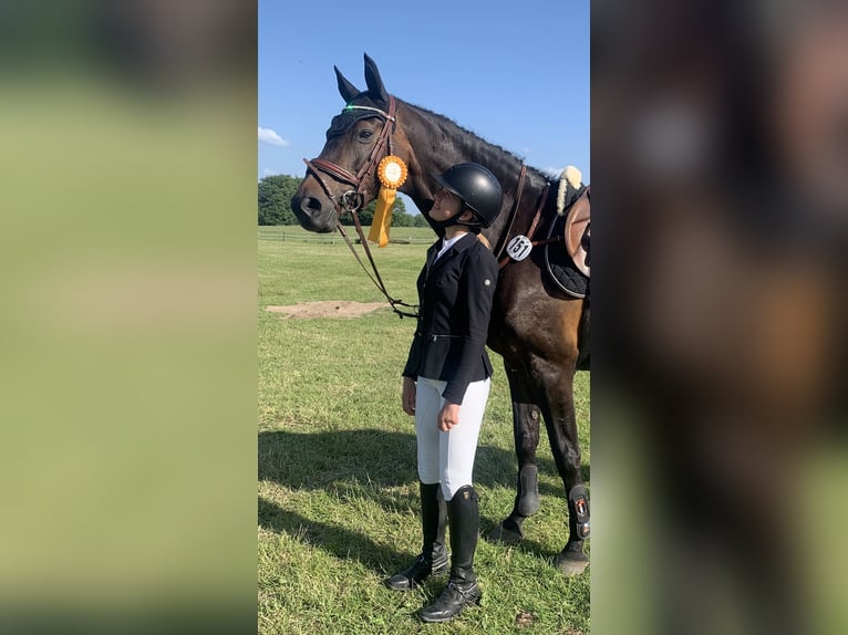 German Riding Horse Mare 15 years 16,2 hh Brown in Lübeck-Wulfsdorf