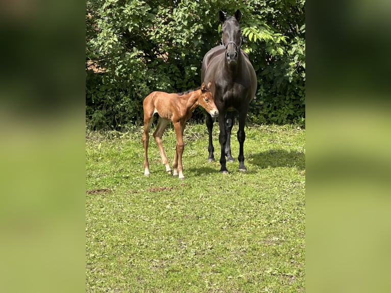 German Riding Horse Mare 15 years 16 hh Bay-Dark in Windhausen