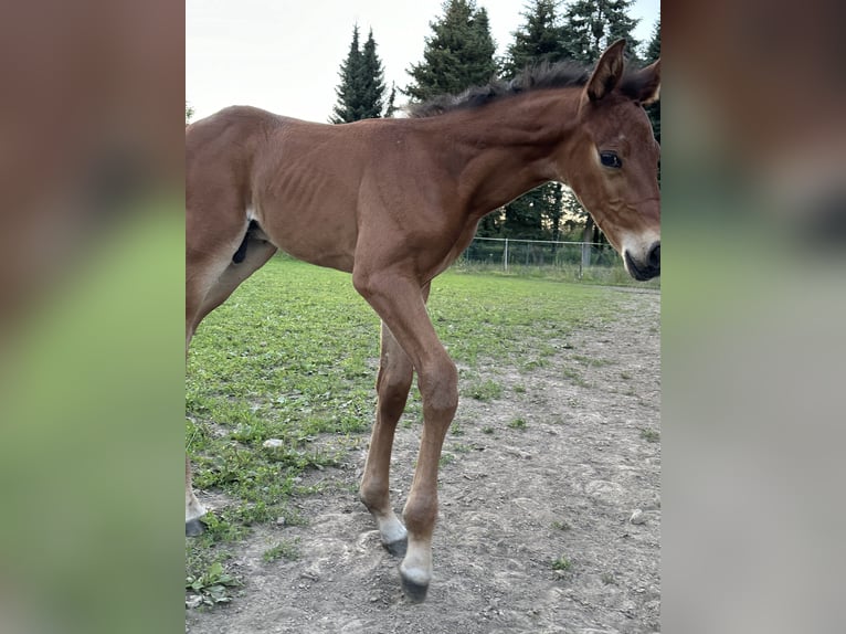 German Riding Horse Mare 15 years 16 hh Bay-Dark in Windhausen