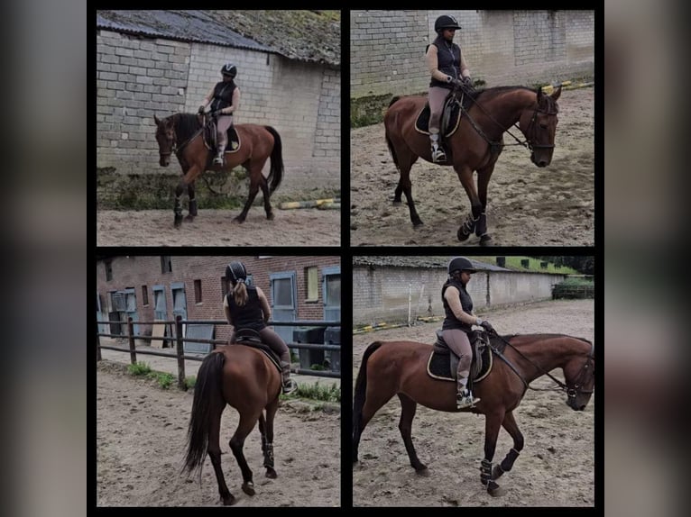 German Riding Horse Mare 15 years 16 hh Brown in Susteren