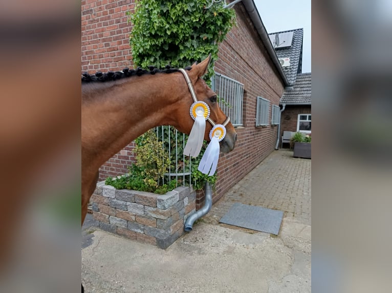 German Riding Horse Mare 15 years 16,1 hh Brown in Wesel