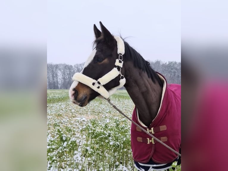 German Riding Horse Mare 15 years 16,2 hh Brown in Telgte