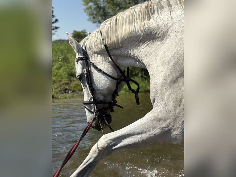 German Riding Horse Mare 15 years 17.1 hh Grey-Fleabitten in Nörten-Hardenberg