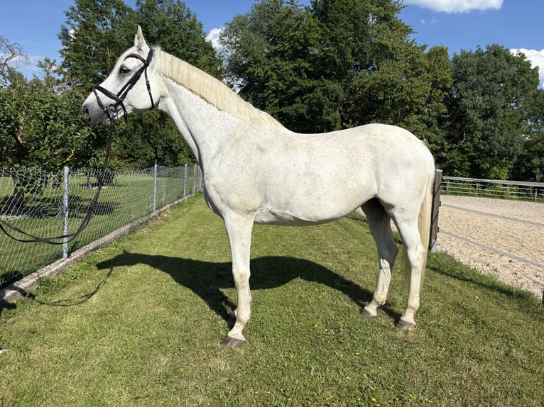 German Riding Horse Mare 15 years 17.1 hh Grey-Fleabitten in Nörten-Hardenberg