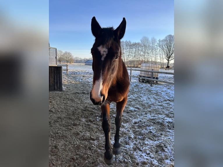 German Riding Horse Mare 15 years 17 hh Brown in LadbergenLadbergen