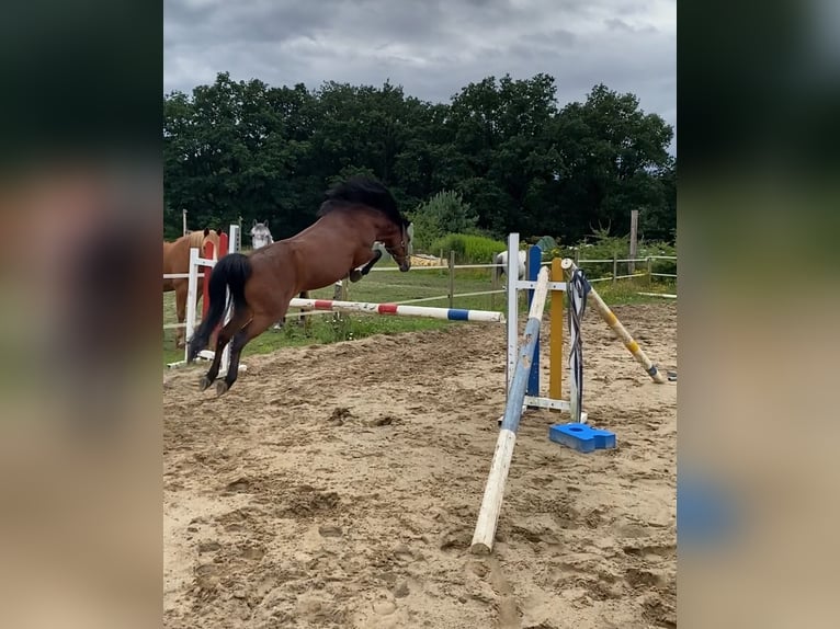 German Riding Horse Mix Mare 16 years 12,3 hh Brown in Jesteburg