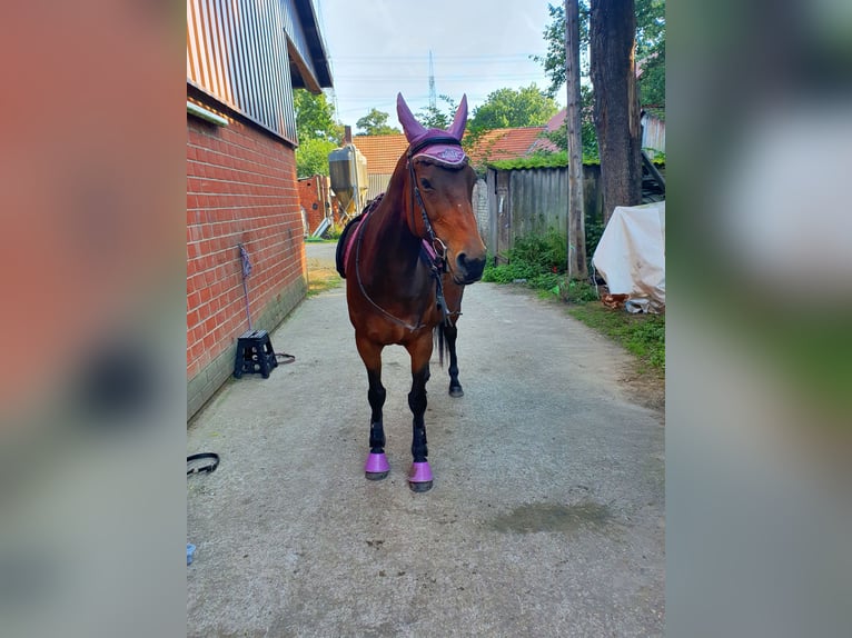 German Riding Horse Mix Mare 16 years 15.1 hh Brown in Marl
