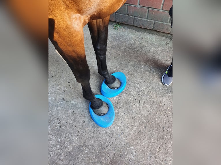 German Riding Horse Mix Mare 16 years 15.1 hh Brown in Marl