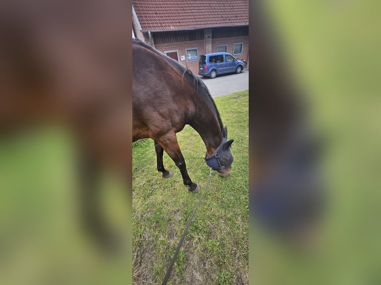 German Riding Horse Mix Mare 16 years 15.1 hh Brown in Marl